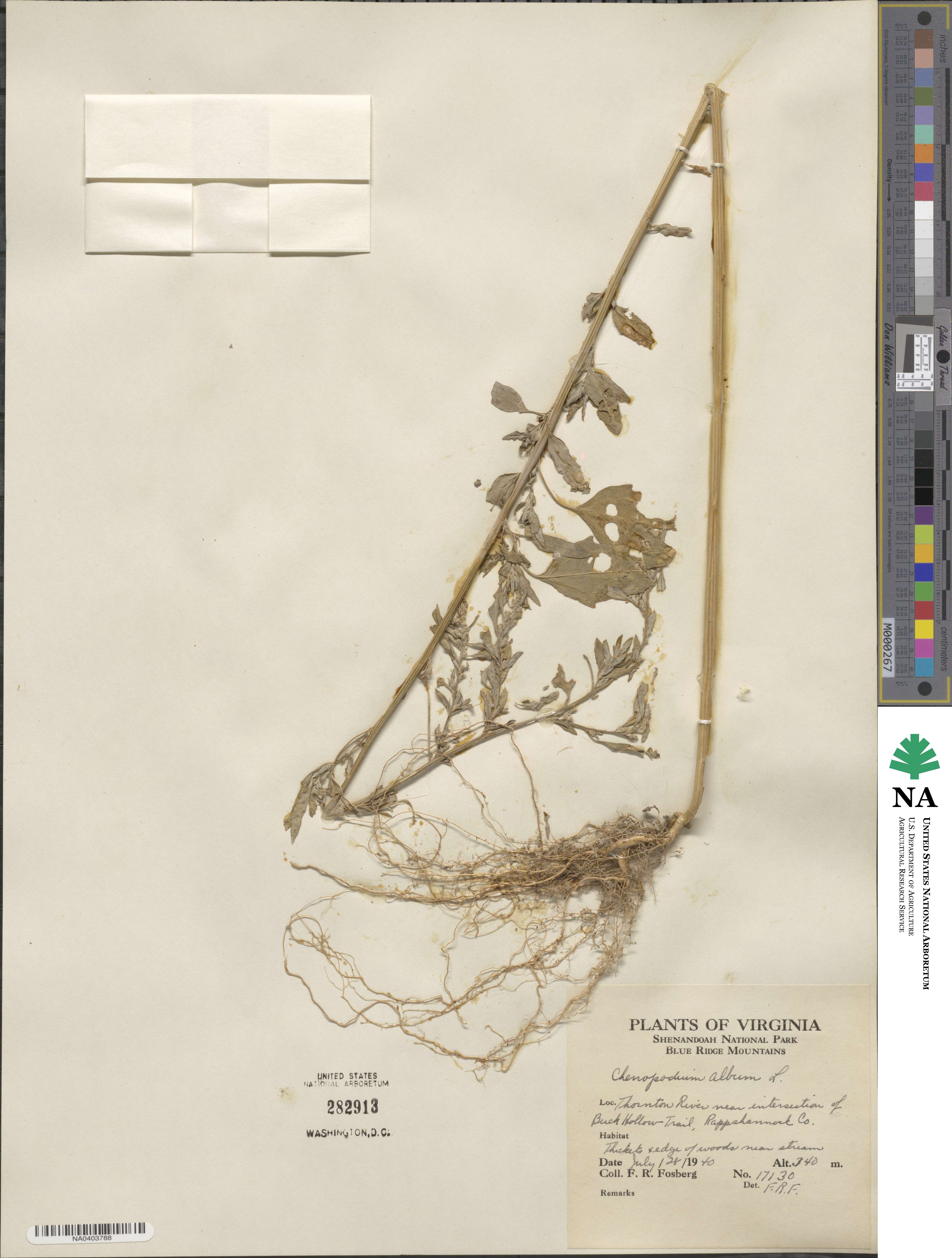 Chenopodium album image