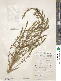 Beta vulgaris var. cicla image