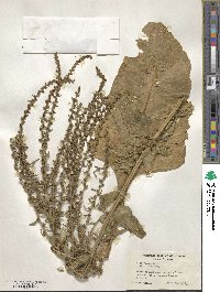 Beta vulgaris image