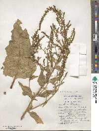 Beta vulgaris image