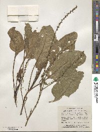 Beta vulgaris image