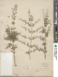 Chenopodium nutans subsp. nutans image