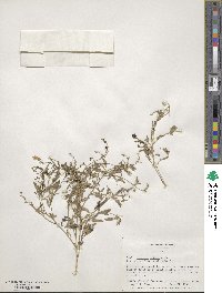 Chenopodium nutans subsp. nutans image