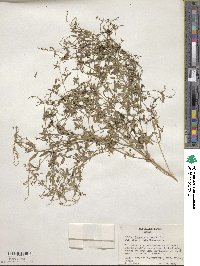 Chenopodium nutans subsp. nutans image