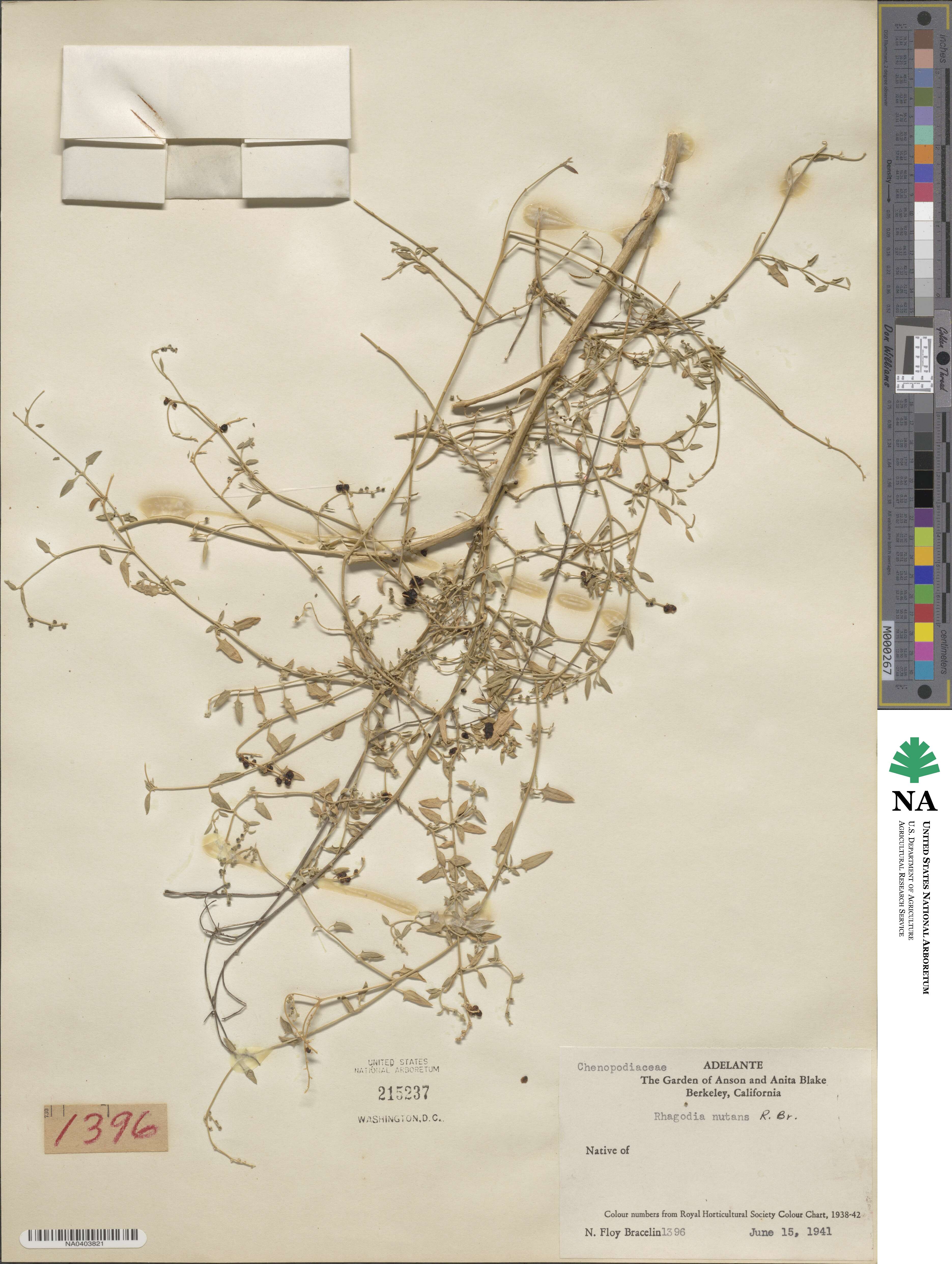 Chenopodium nutans subsp. nutans image