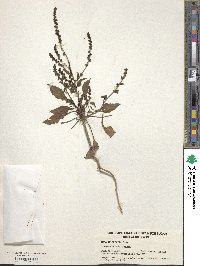 Beta maritima image