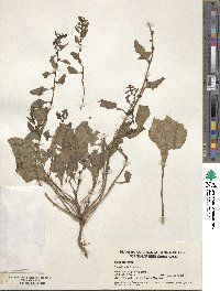 Beta maritima image