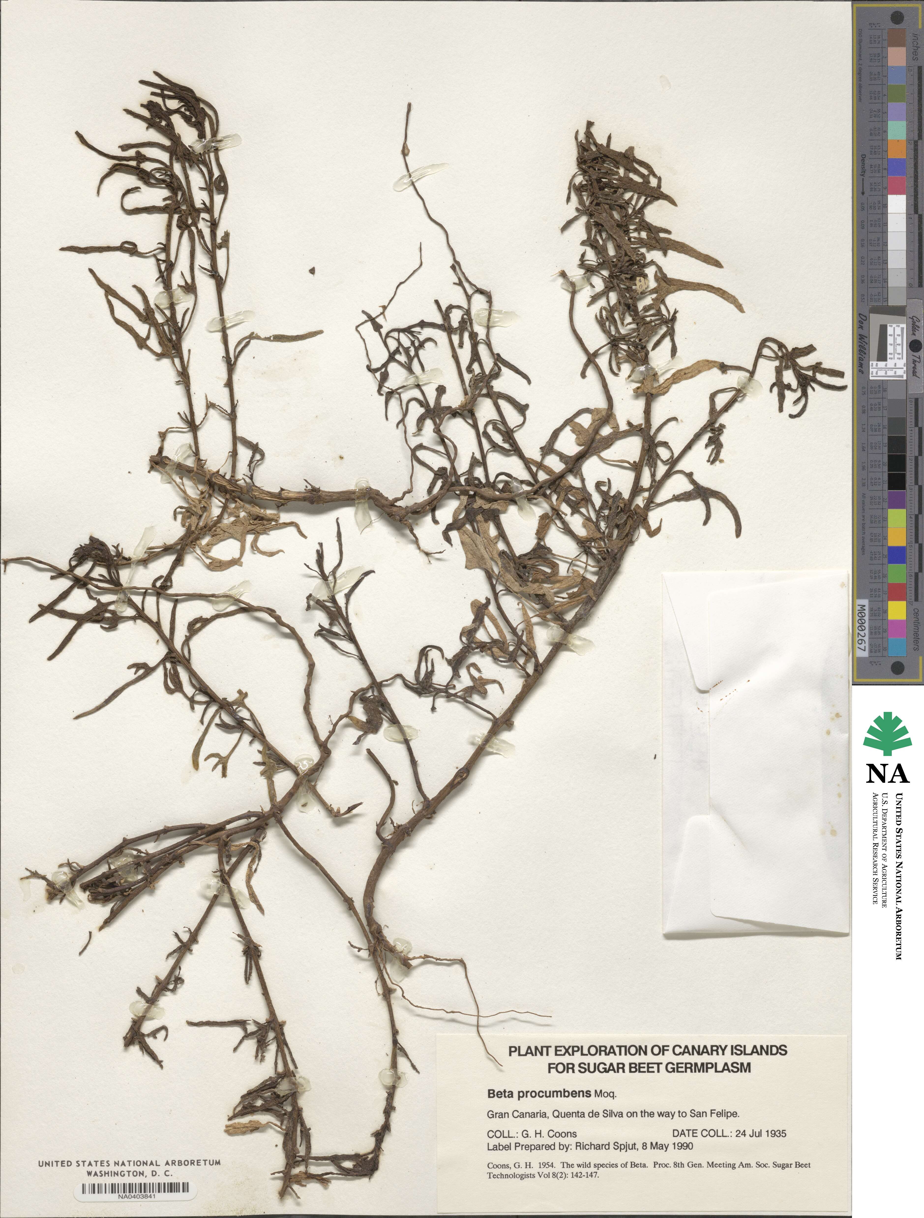 Beta procumbens image