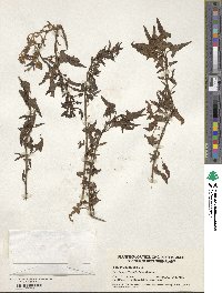 Beta procumbens image