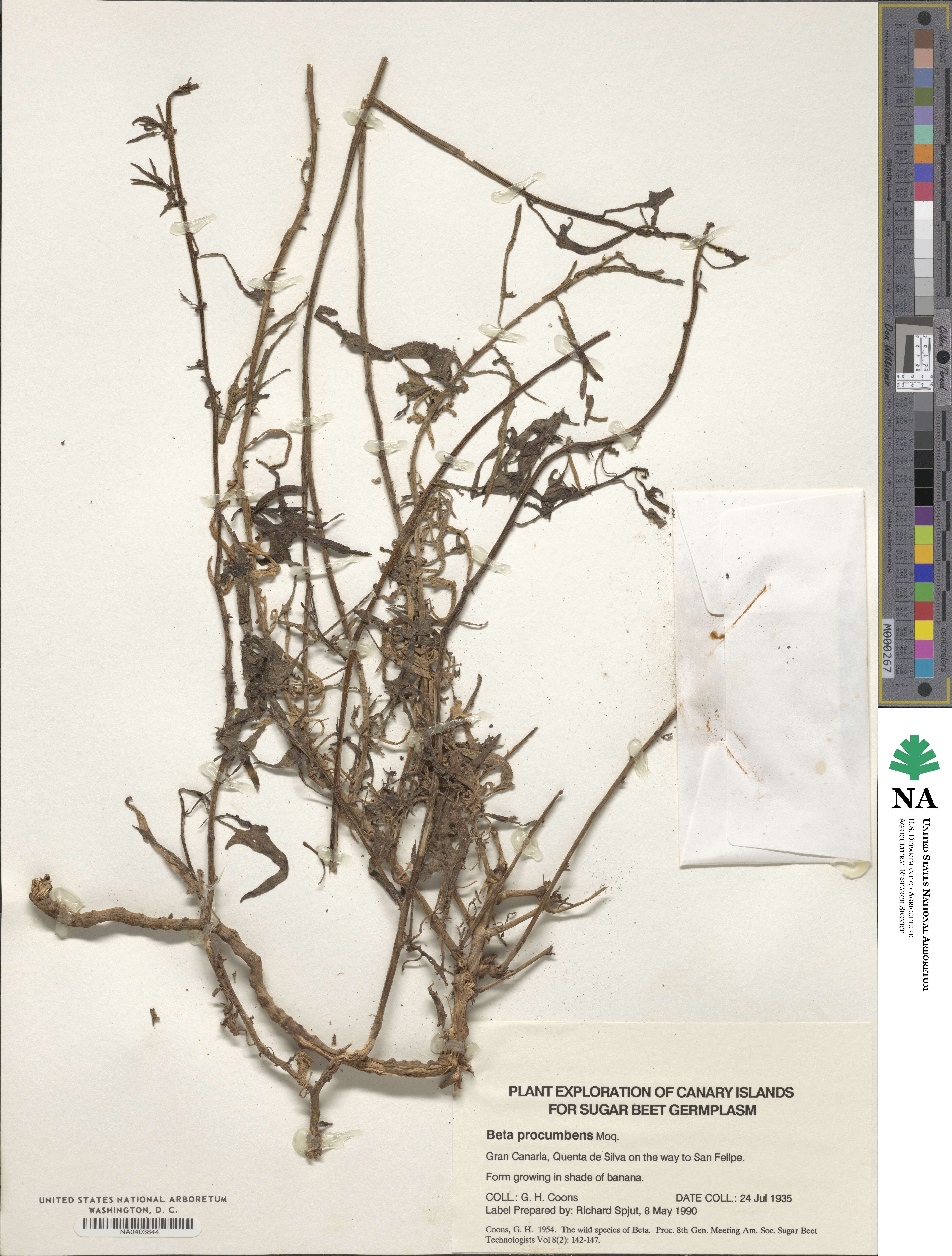 Beta procumbens image