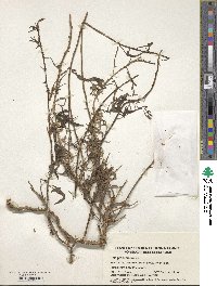 Beta procumbens image