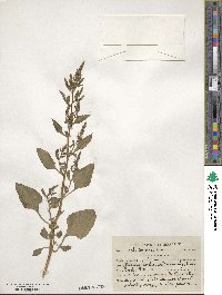 Beta vulgaris image