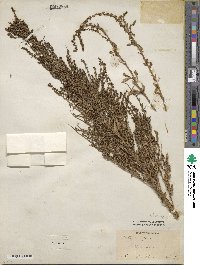 Beta vulgaris image