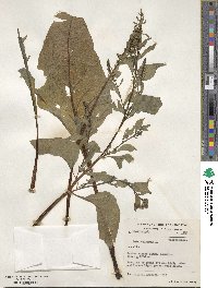 Beta vulgaris image