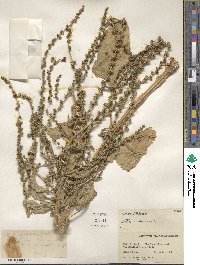 Beta vulgaris image