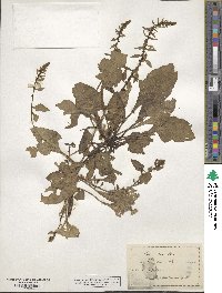 Beta maritima image