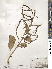 Beta maritima image