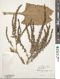 Beta vulgaris image