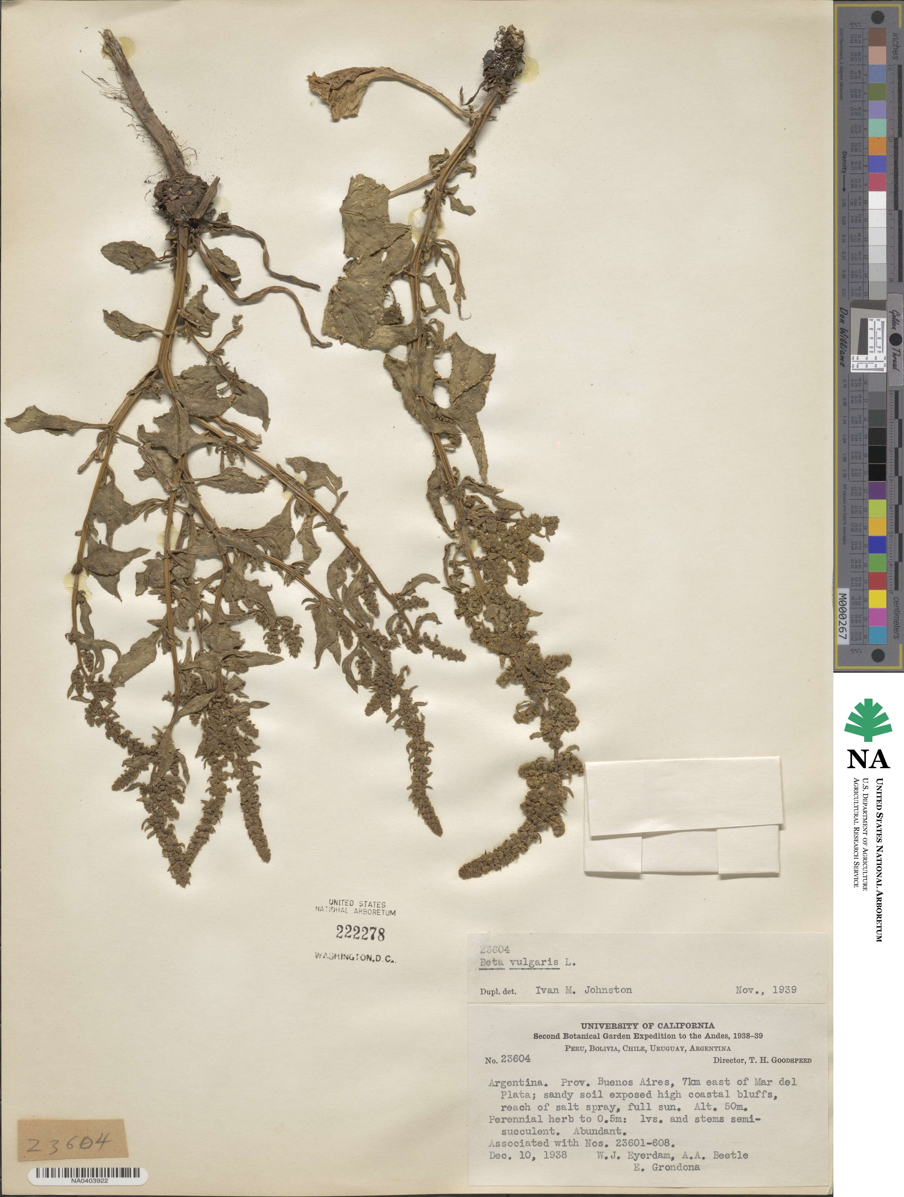 Beta vulgaris image