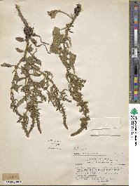 Beta vulgaris image