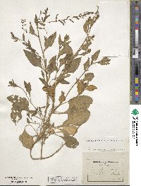 Beta vulgaris image