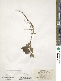 Beta vulgaris image