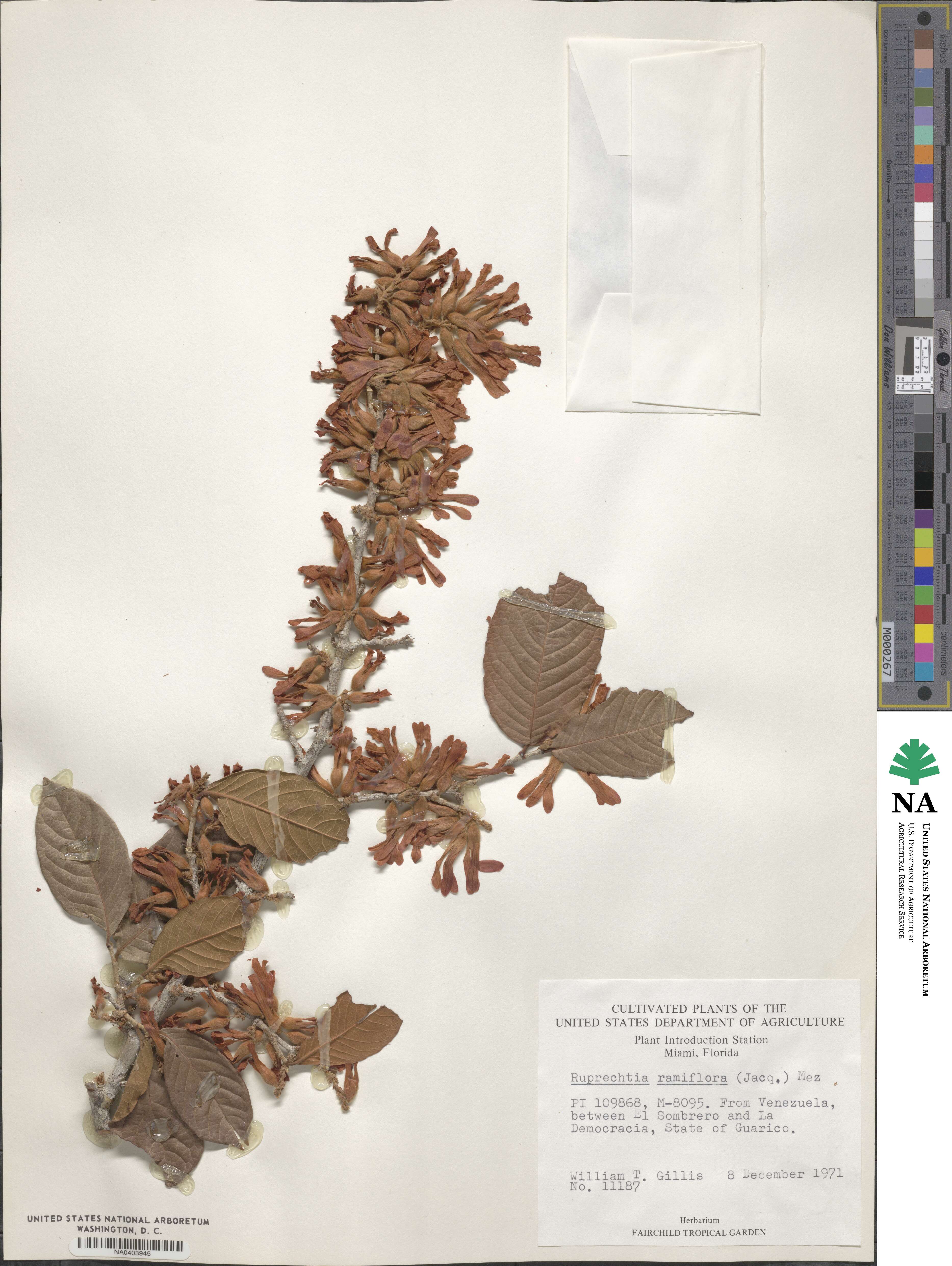 Ruprechtia ramiflora image