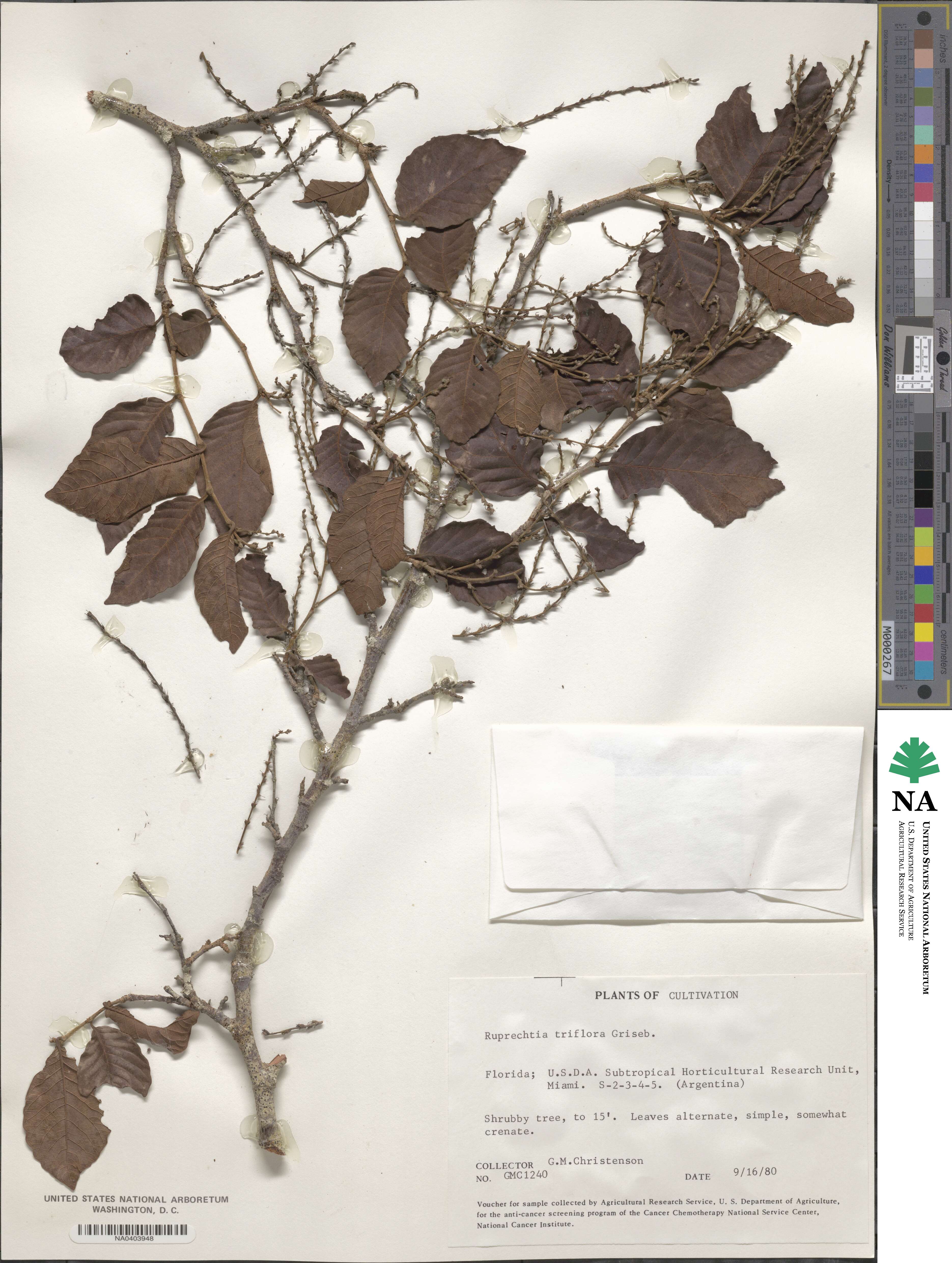 Salta triflora image