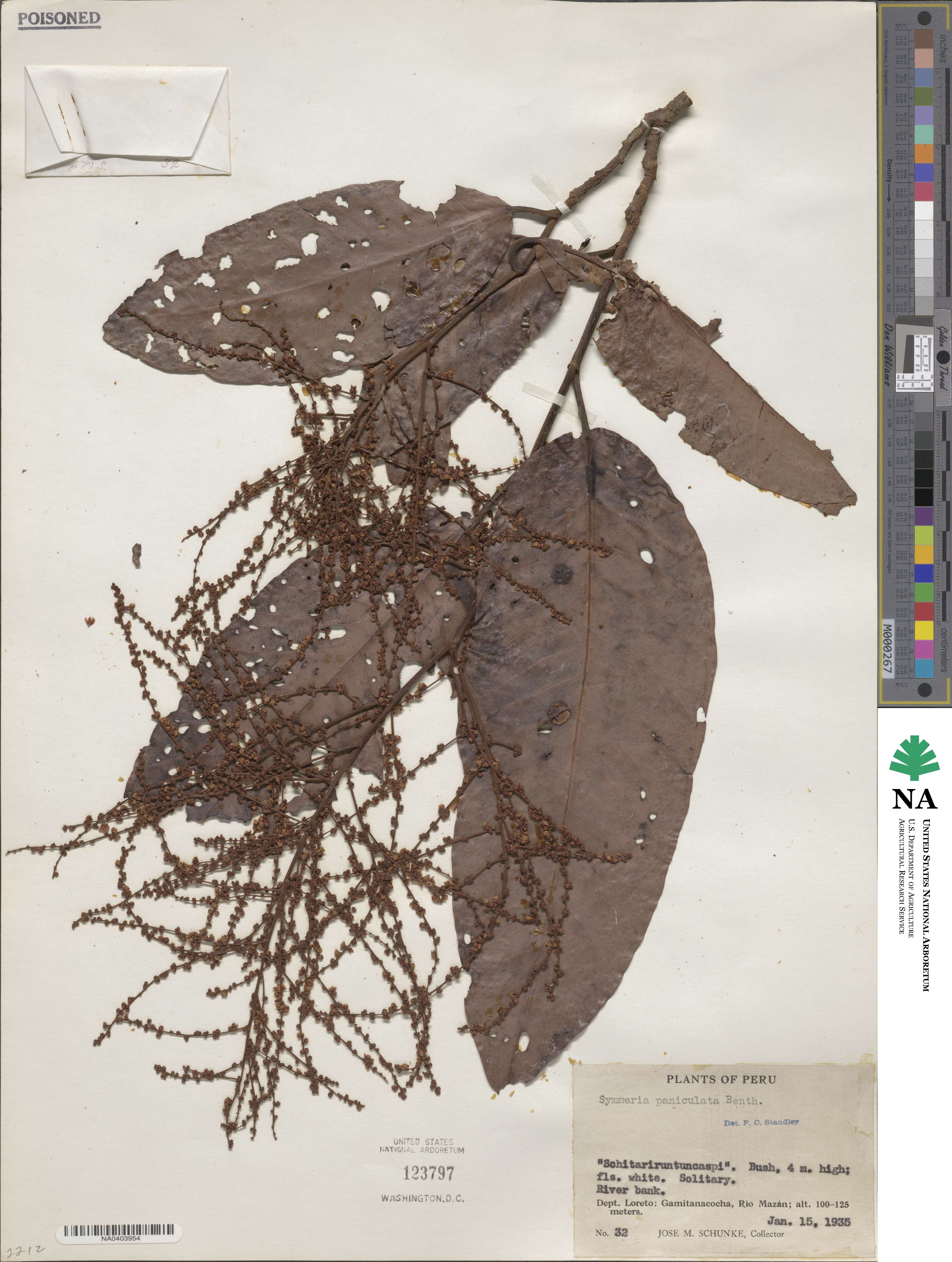 Symmerioideae image