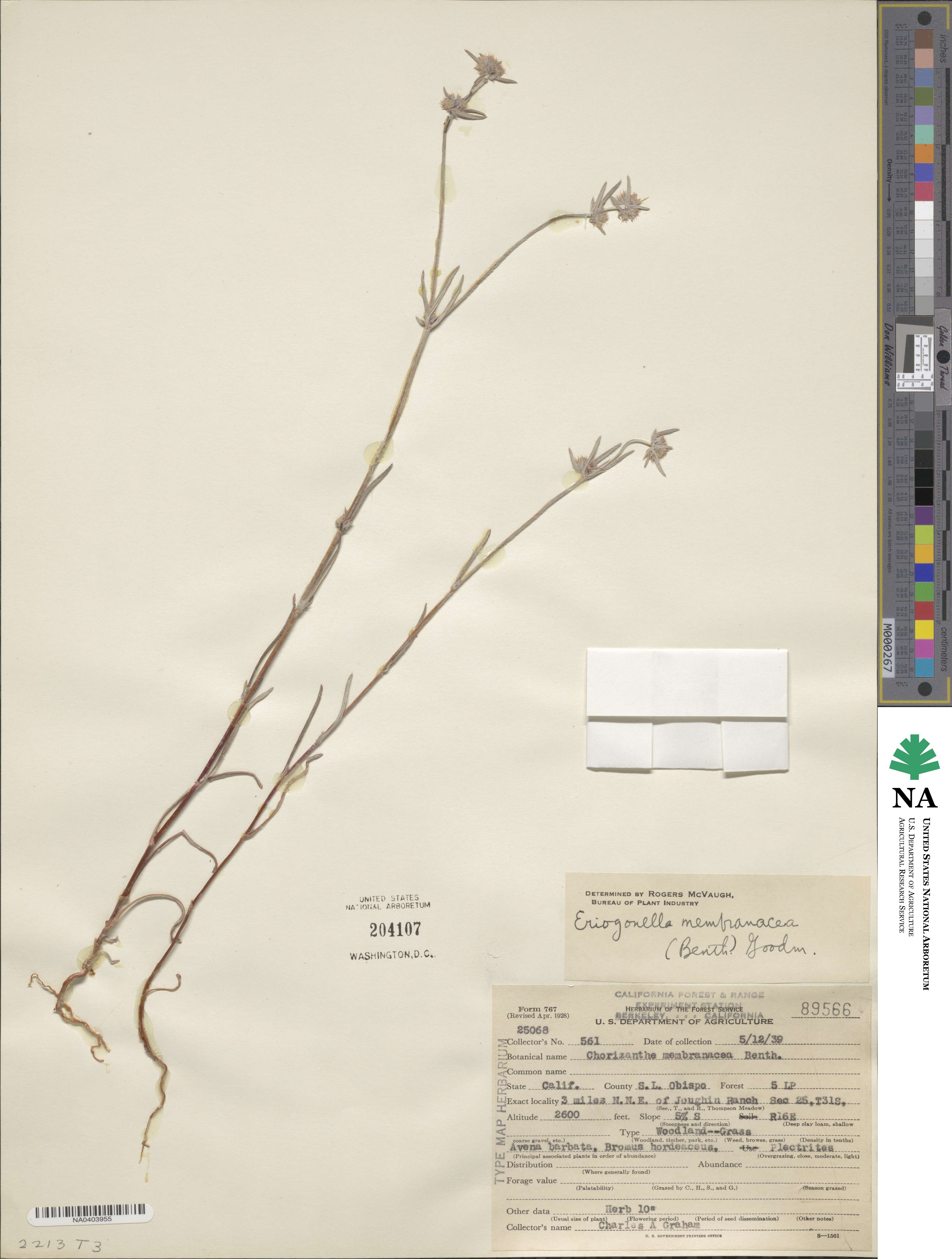 Chorizanthe membranacea image