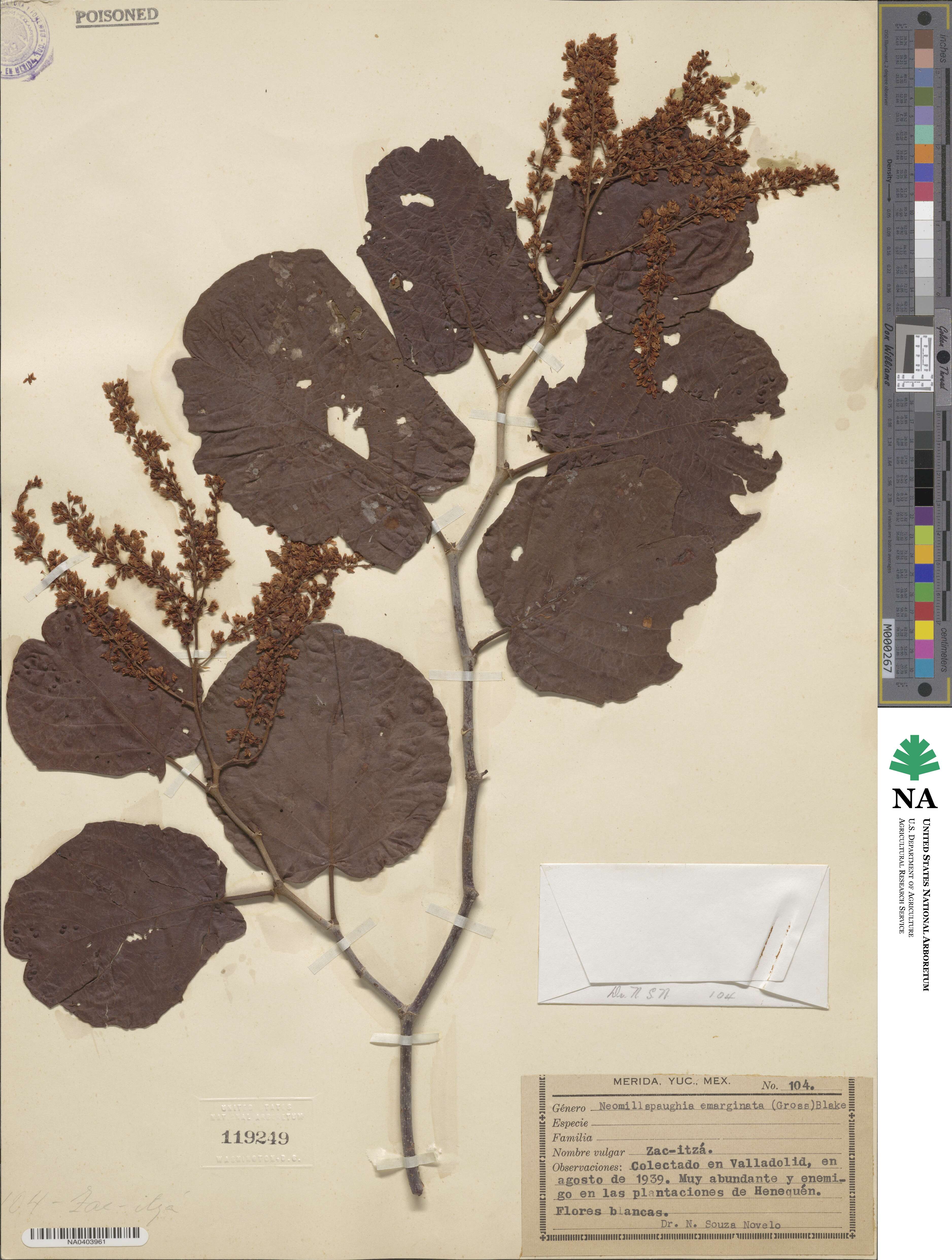Neomillspaughia emarginata image