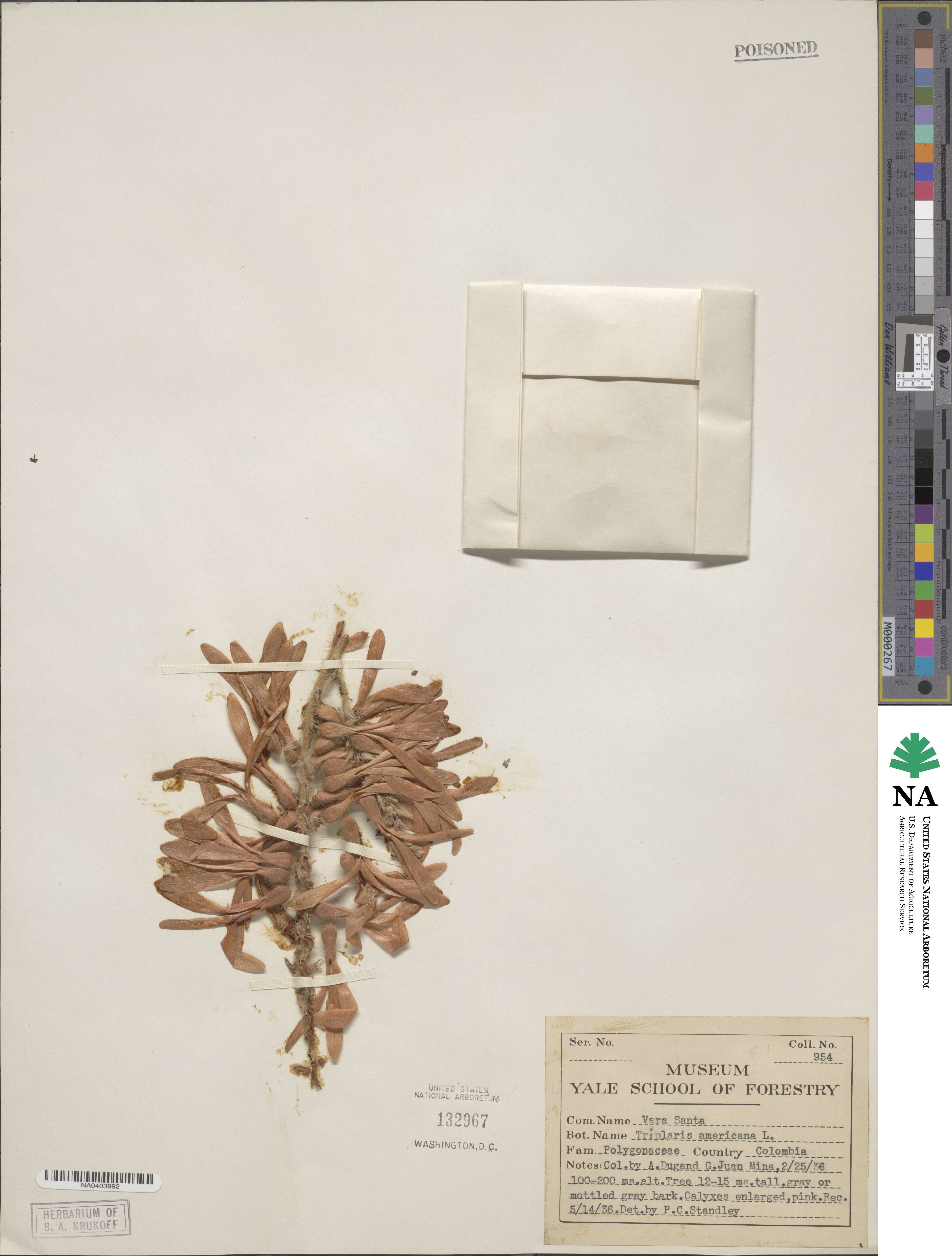 Triplaris americana image
