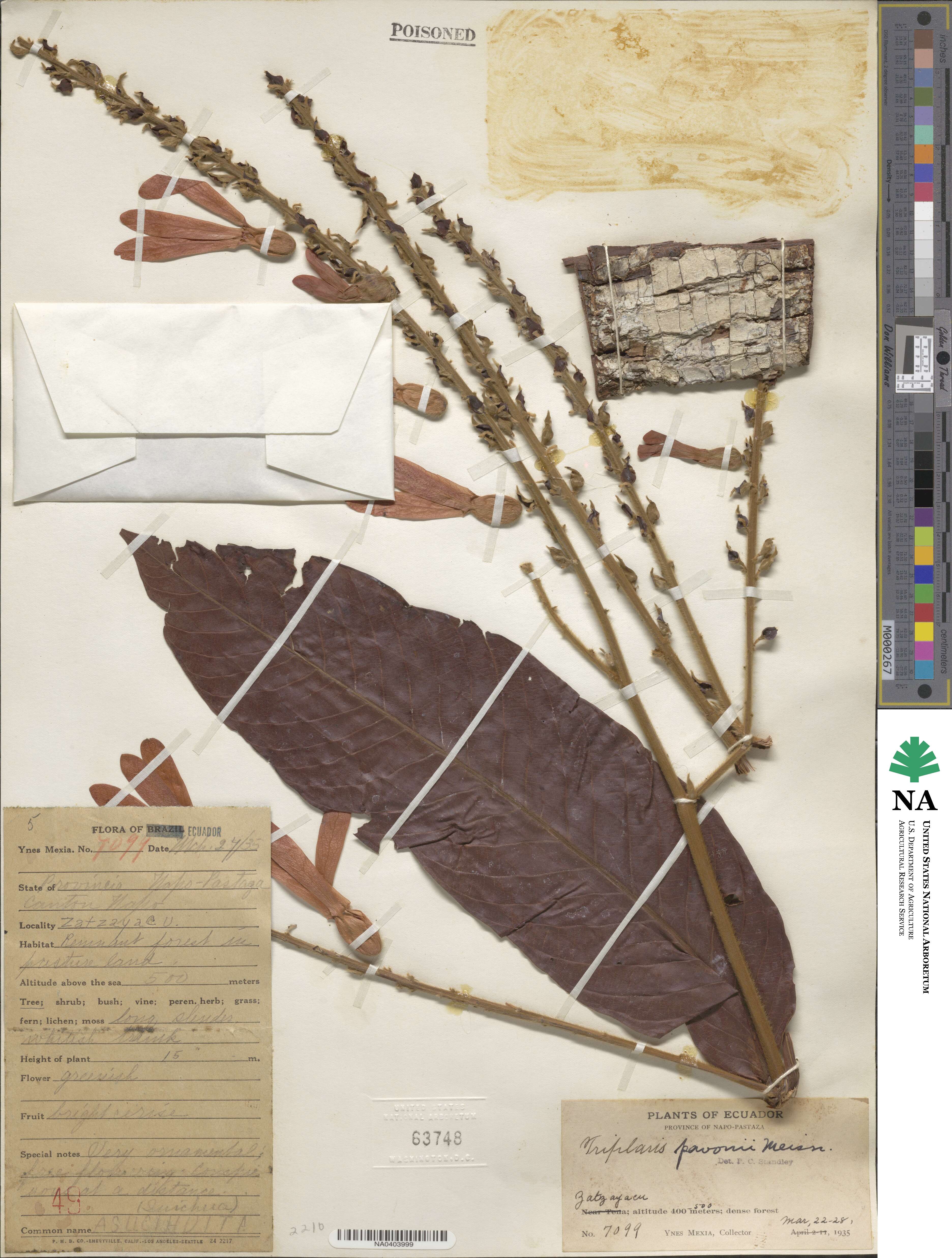 Triplaris americana image
