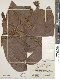 Image of Triplaris poeppigiana