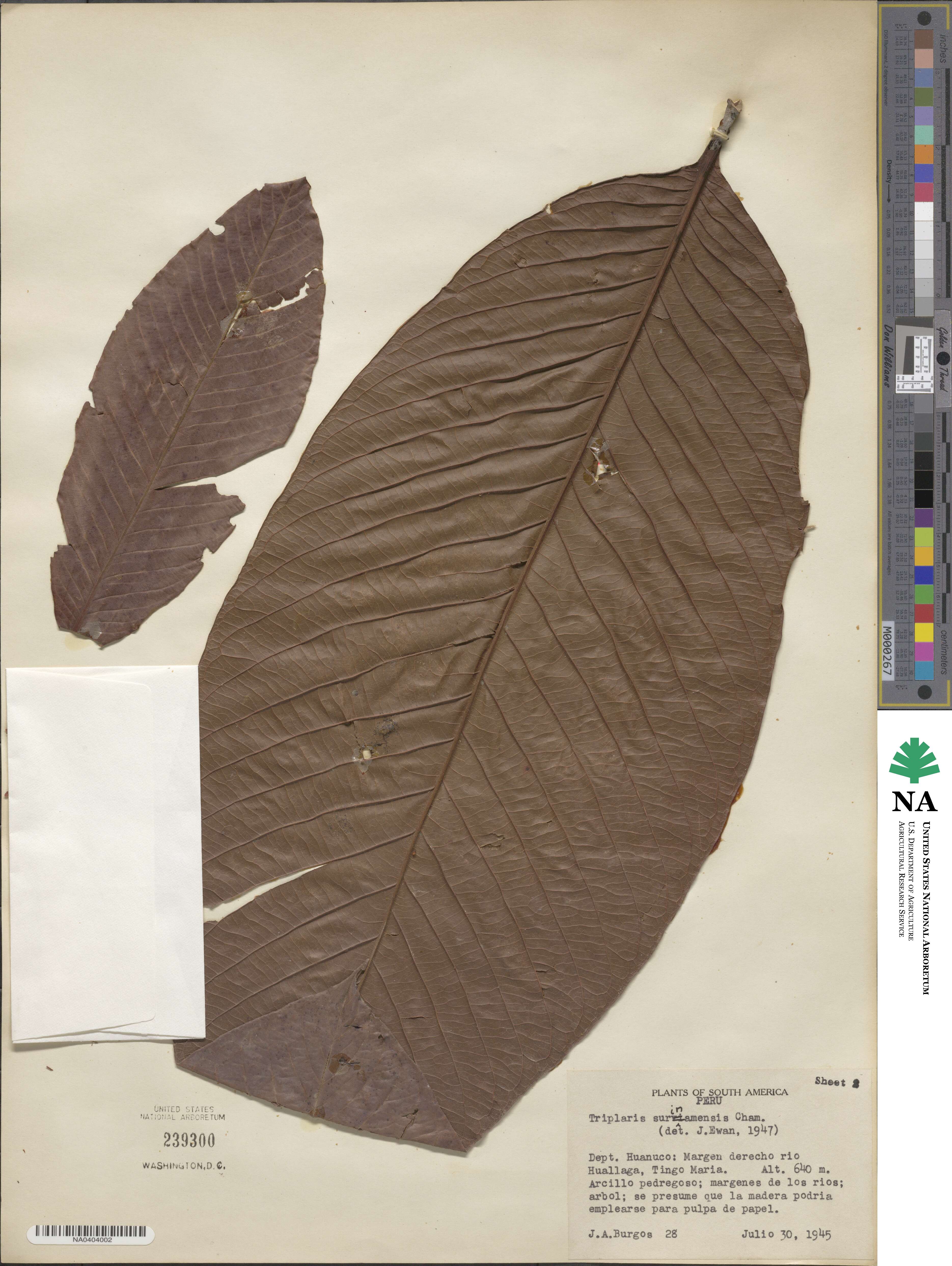 Triplaris image