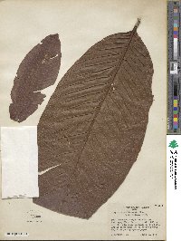 Image of Triplaris weigeltiana