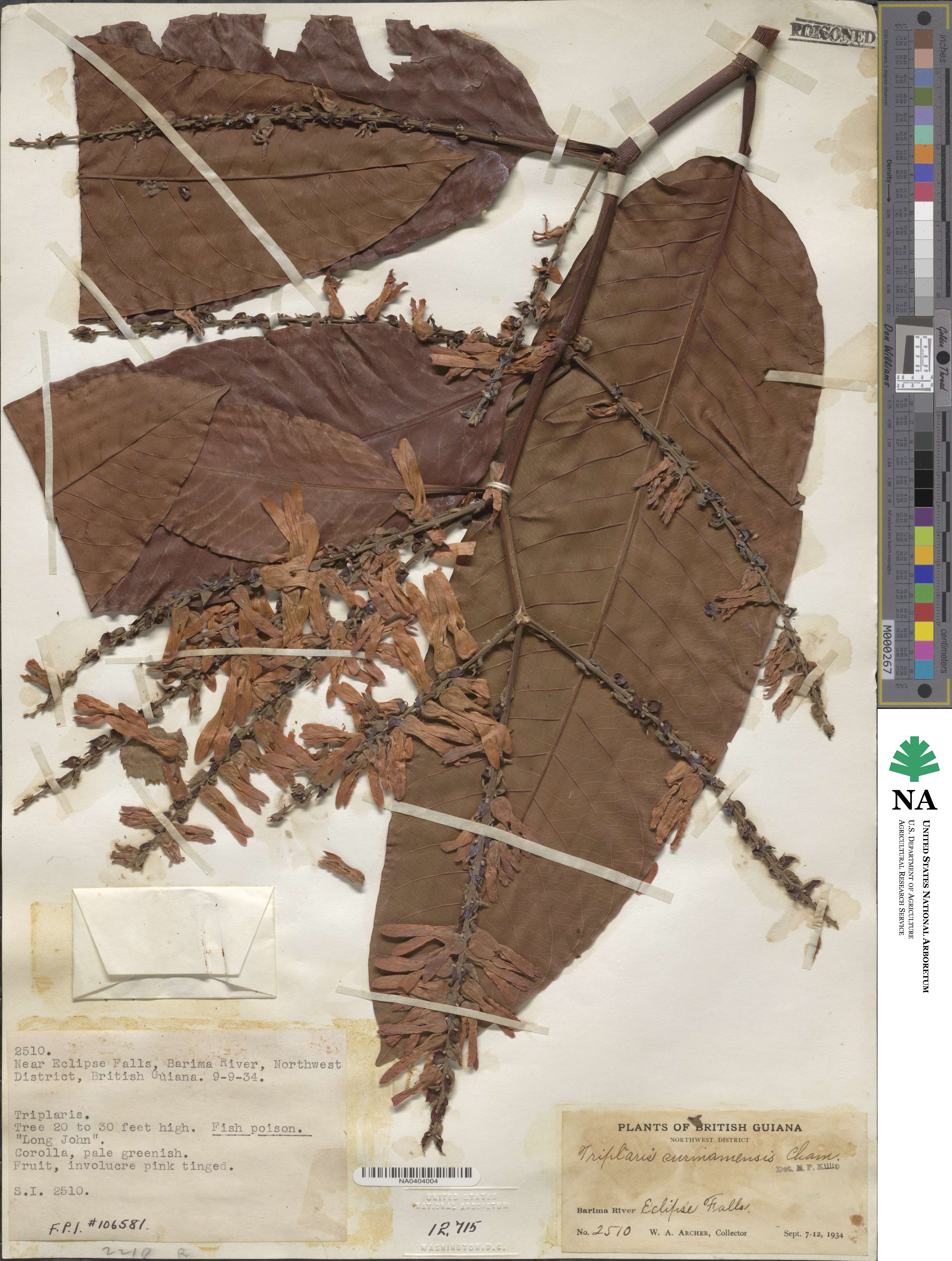 Triplaris weigeltiana image