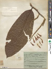 Triplaris weigeltiana image
