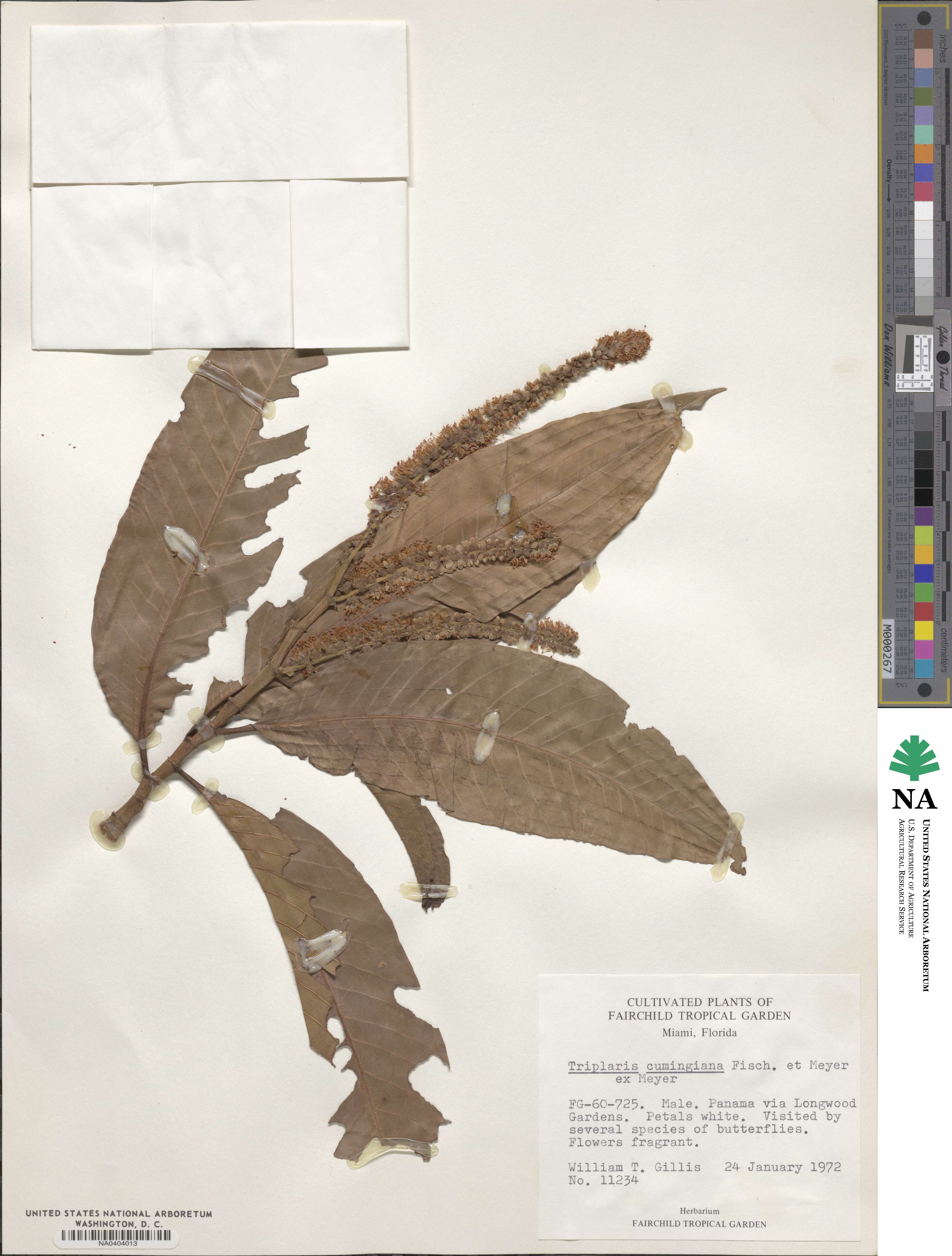 Triplaris cumingiana image
