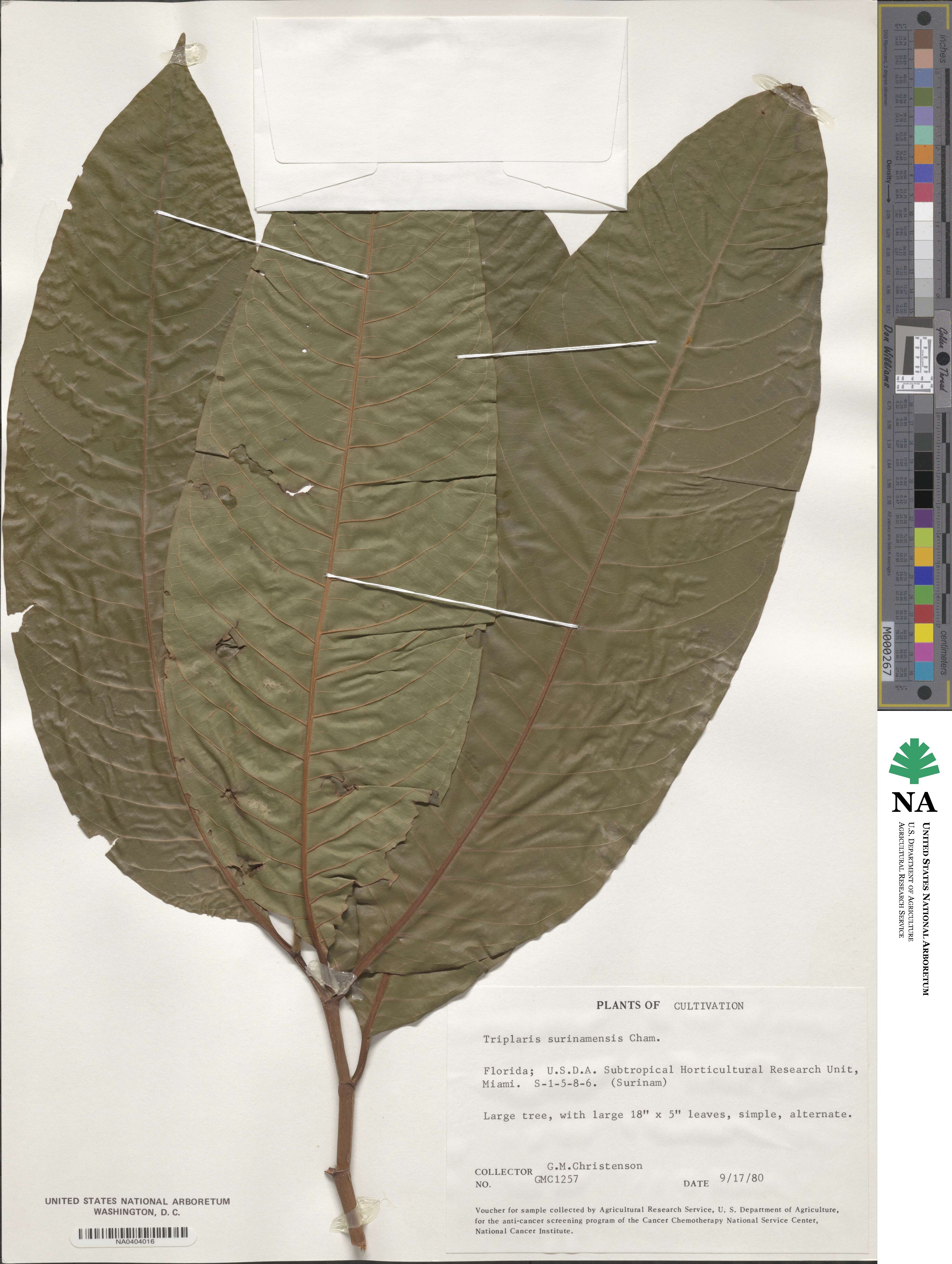 Triplaris weigeltiana image