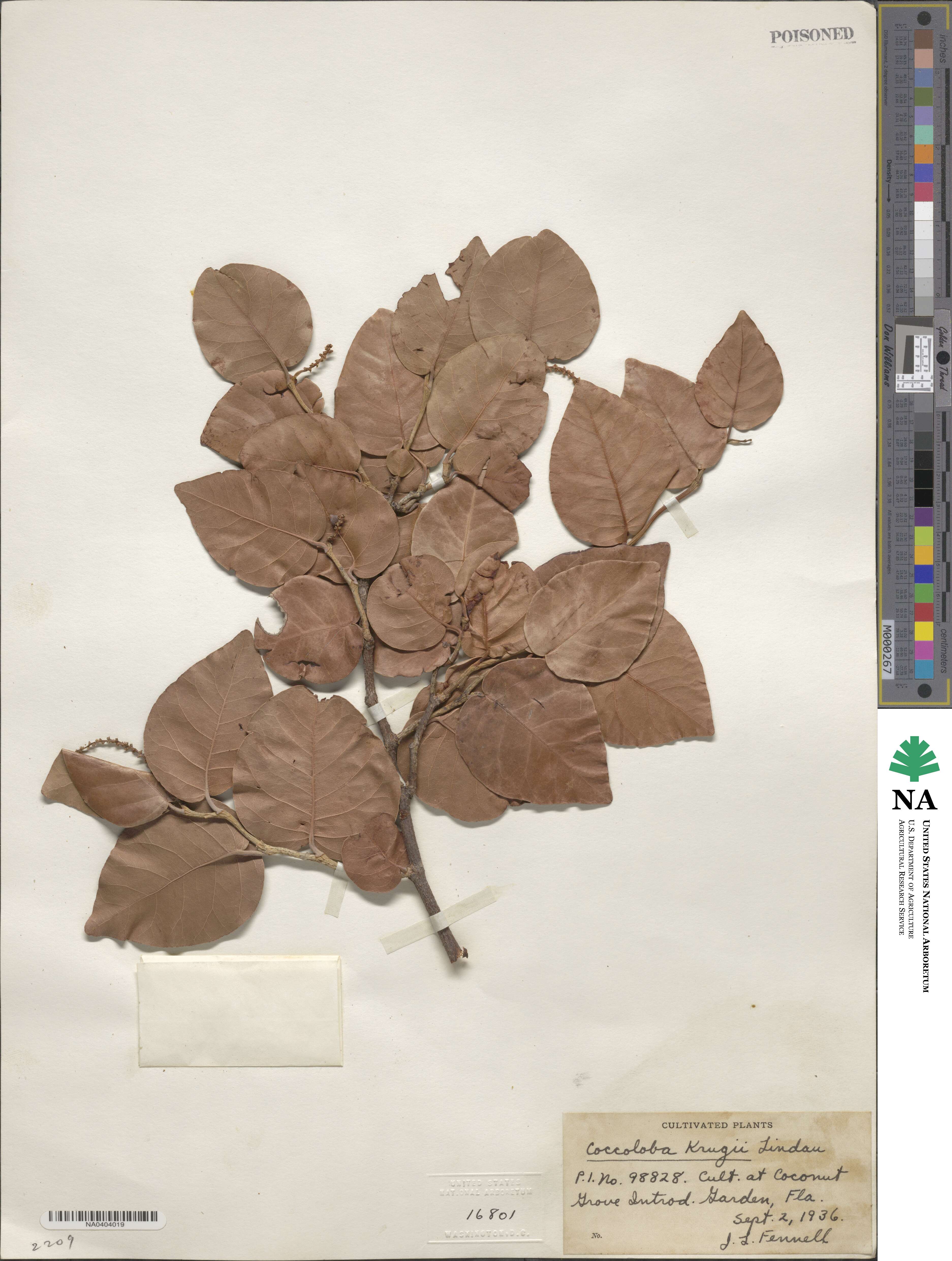 Coccoloba krugii image