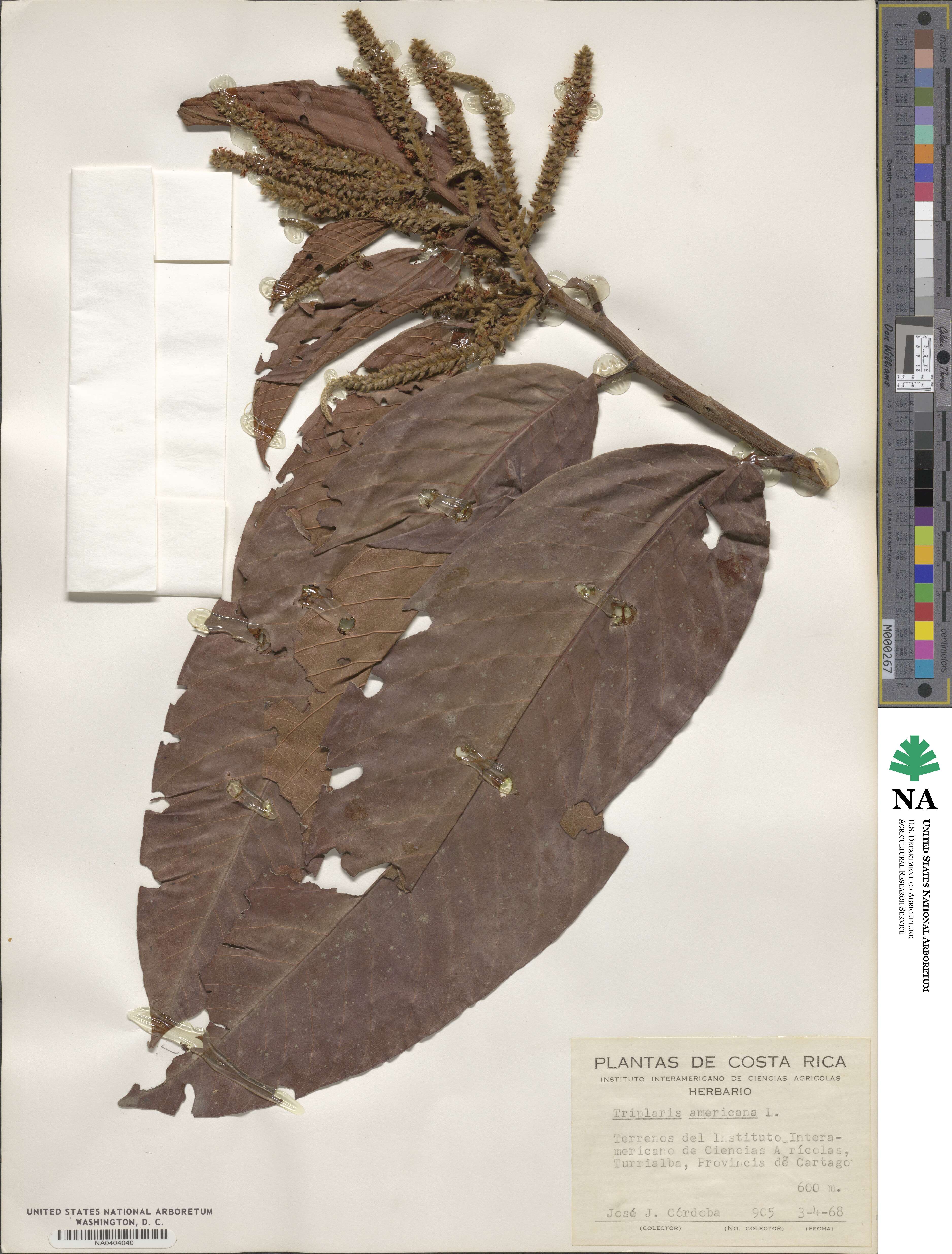 Triplaris americana image
