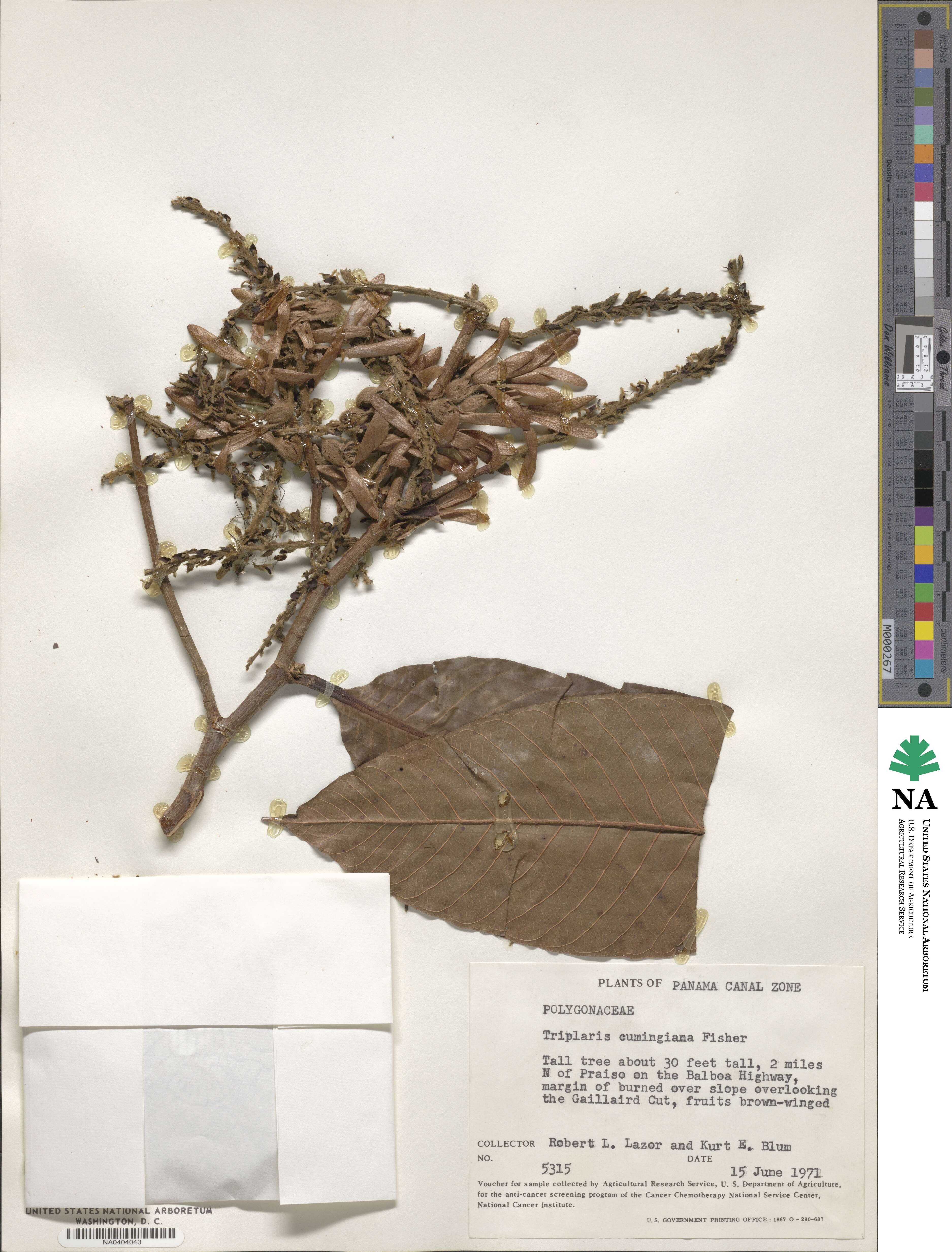 Triplaris cumingiana image