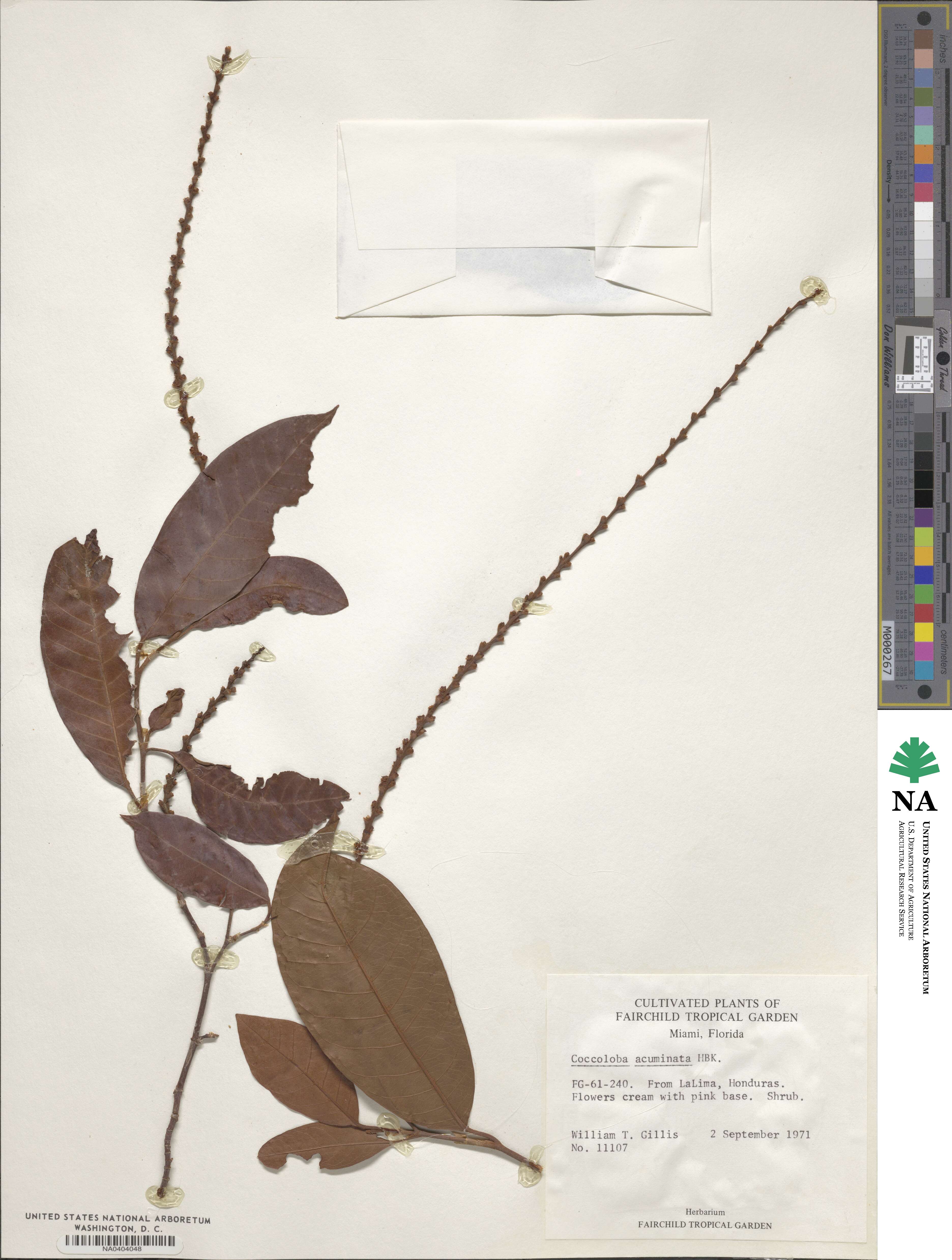 Coccoloba acuminata image