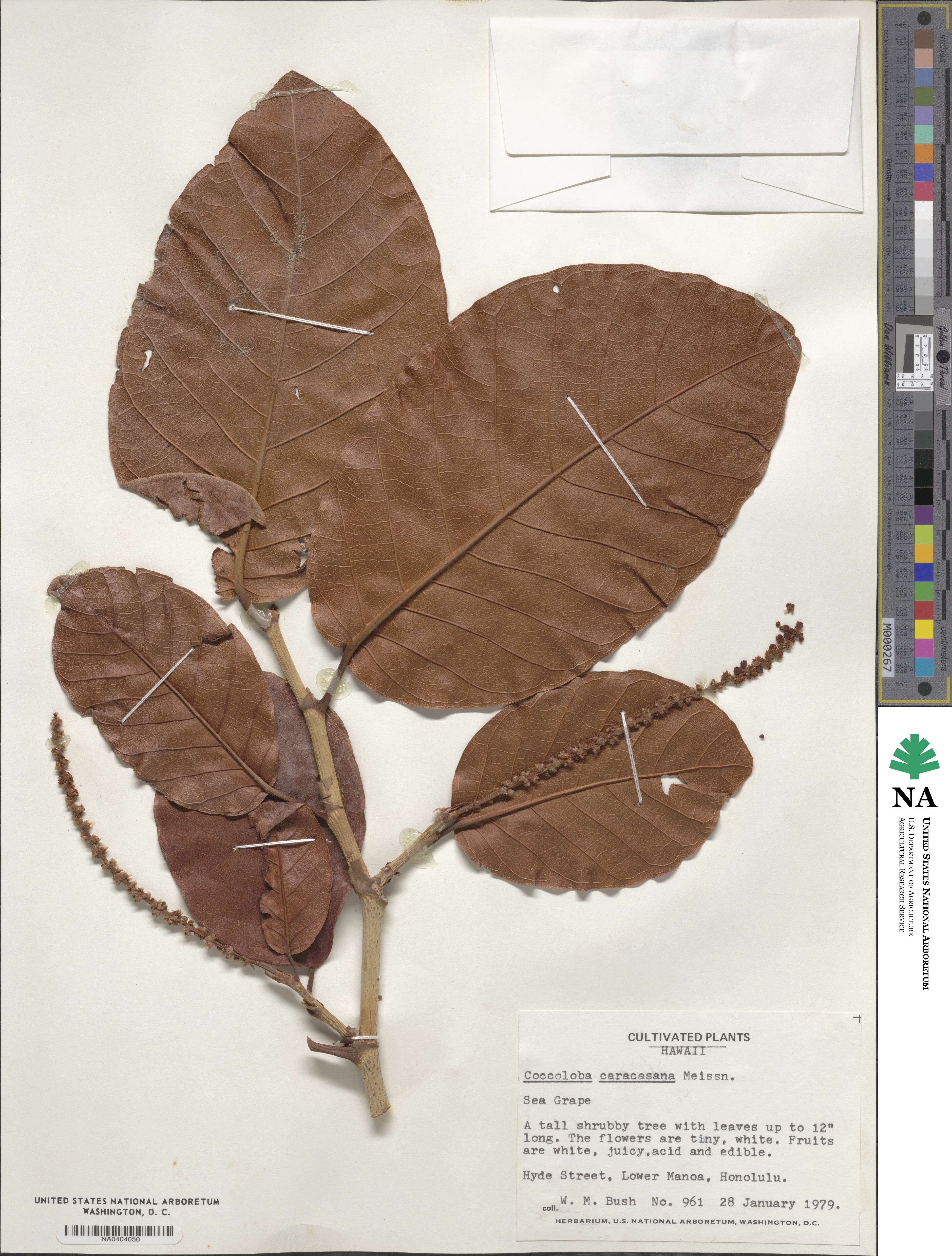 Coccoloba caracasana image