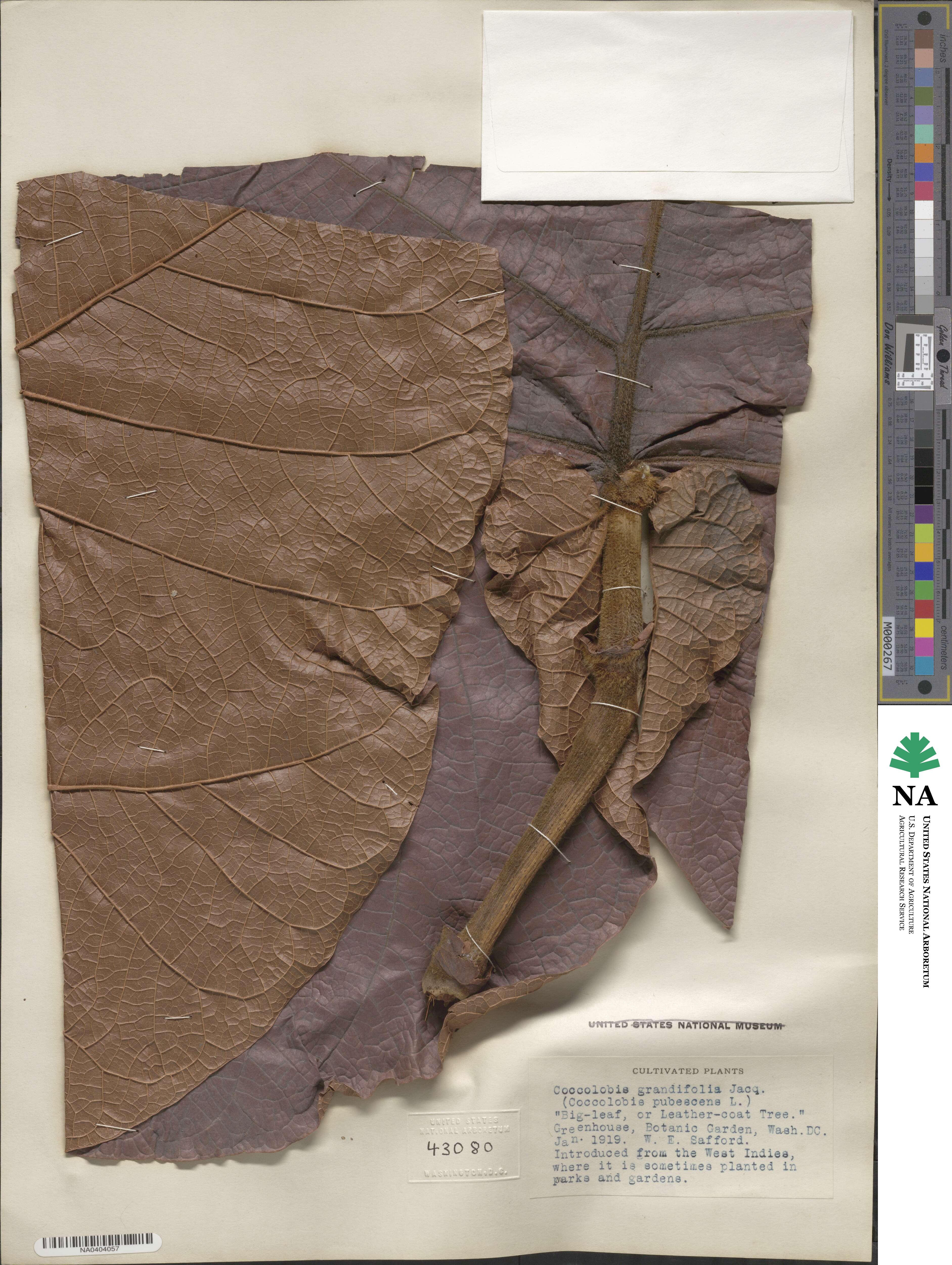 Coccoloba pubescens image