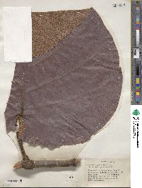 Coccoloba pubescens image
