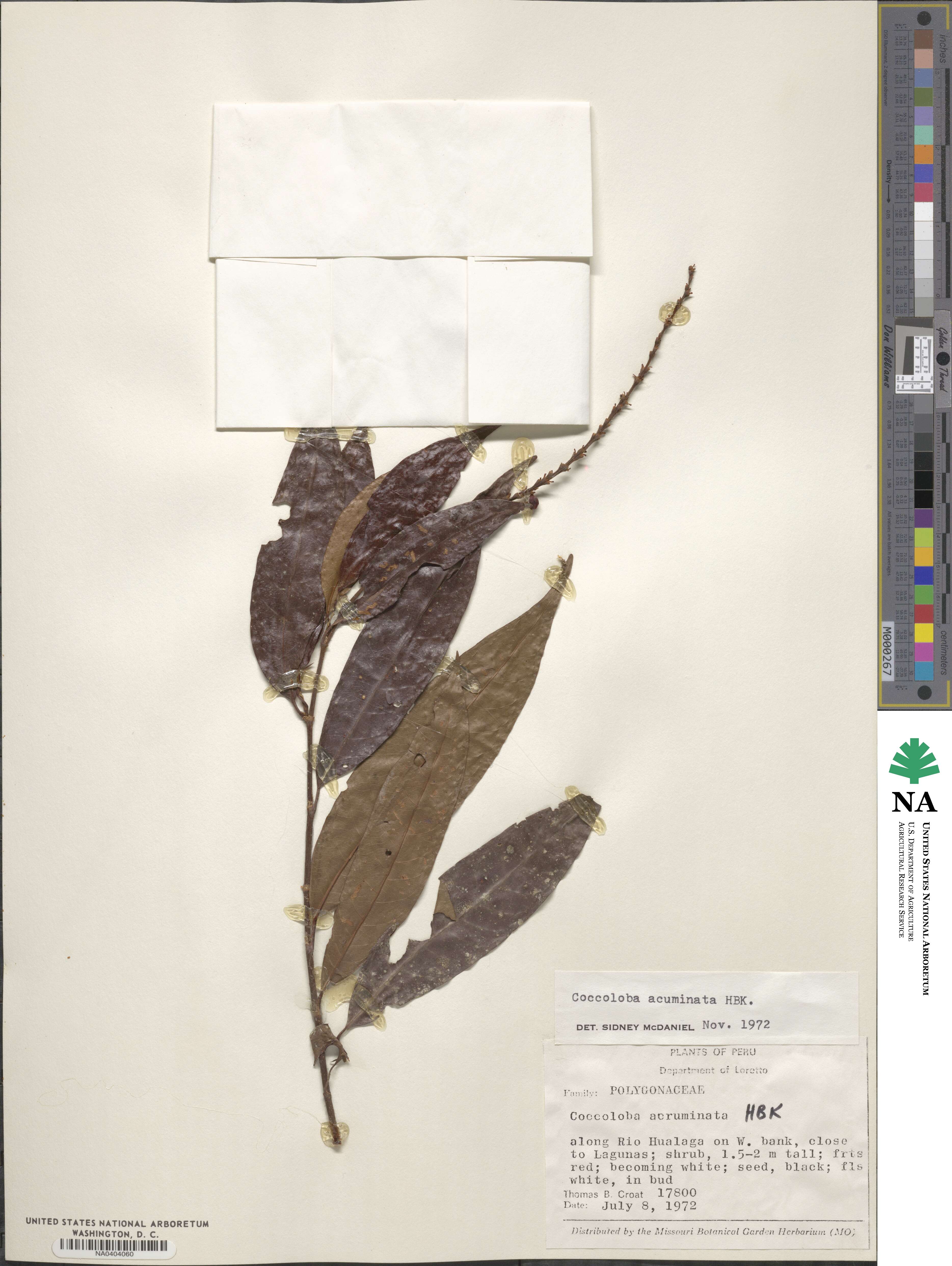 Coccoloba acuminata image