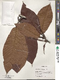 Coccoloba densifrons image