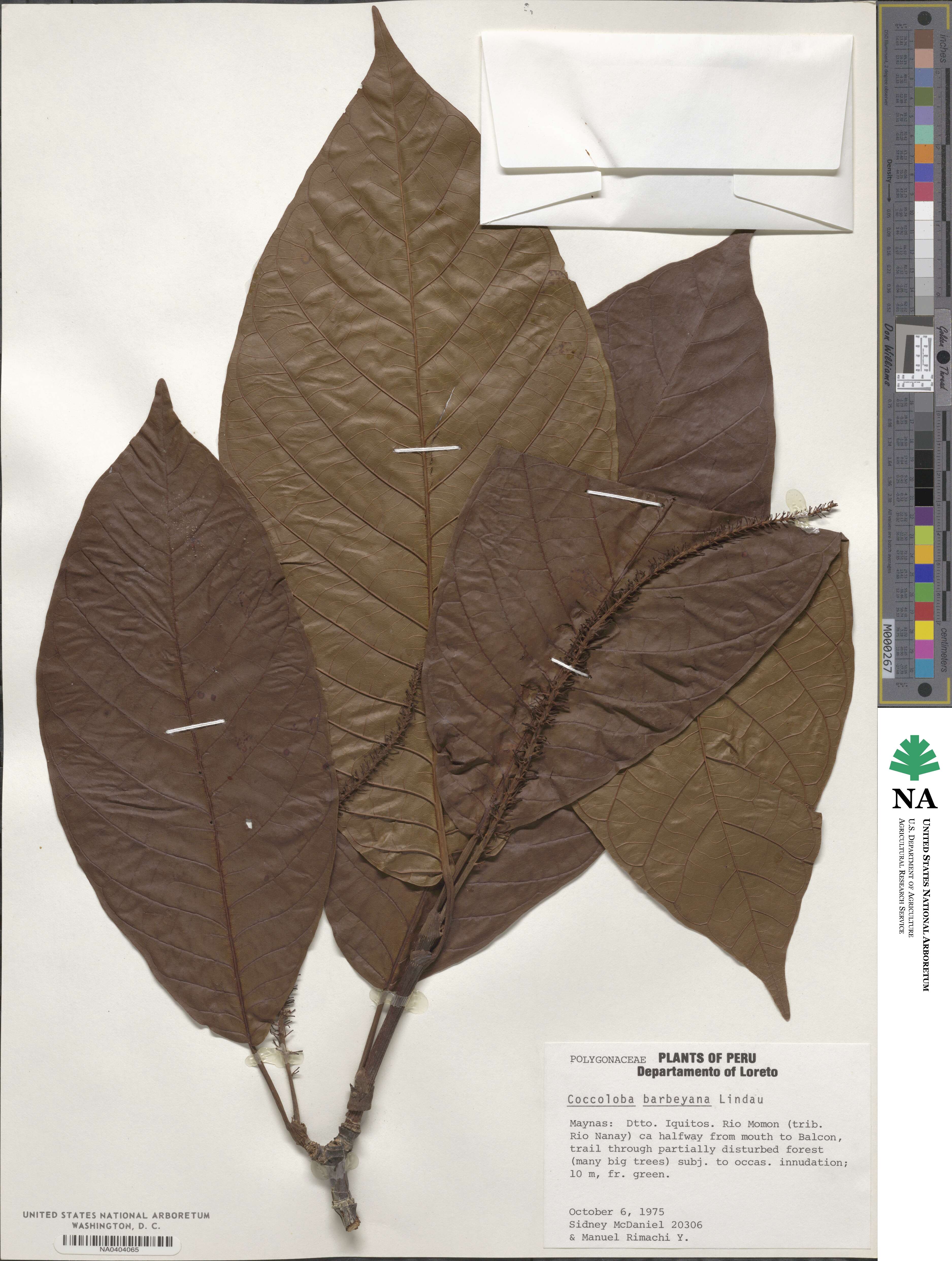 Coccoloba densifrons image